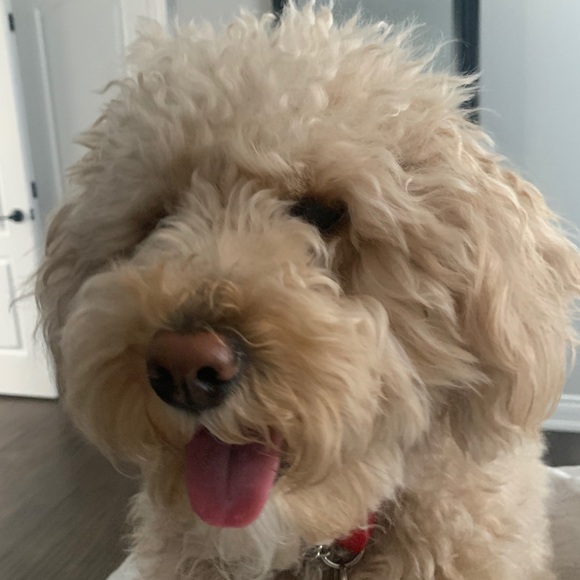 Meet your Posher, Raina - Picture 1 of 1